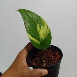 Cropped image of hand holding small potted plant against white background