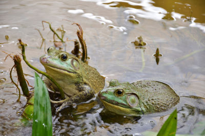 Close-up of frogs in lake