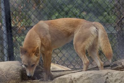 View of a dingo in zoo