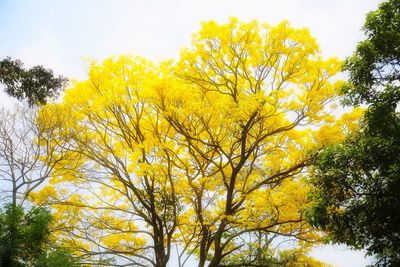 Low angle view of yellow tree against sky