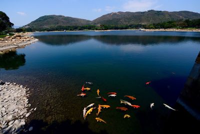 High angle view of fish swimming in lake