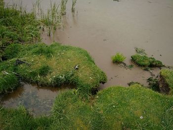 Plants in water