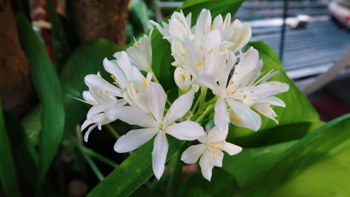 Close-up of white flowering plant