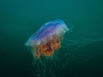 Close-up of jellyfish swimming in sea