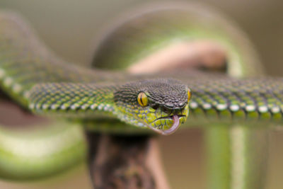 Close up photo green snake on a branch