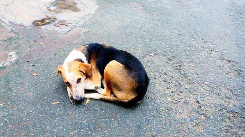 High angle portrait of dog relaxing on street