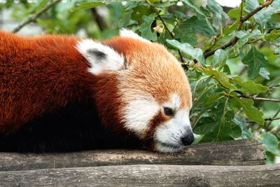 Close-up of a panda on tree in zoo