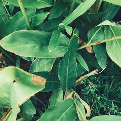 High angle view of plant growing on field