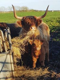 Cows on field