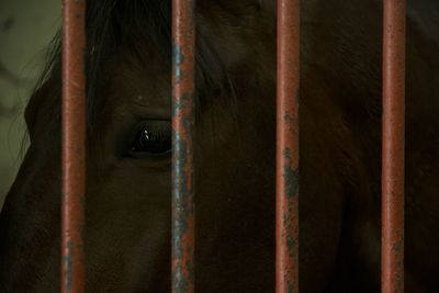 Close-up of horse in cage