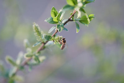 Close-up of bee pollinating flower