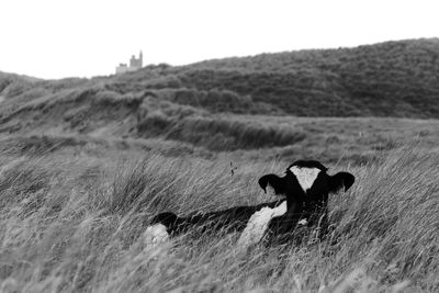 Cow grazing on field