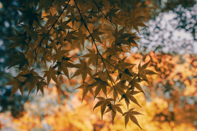 Close-up of maple leaves on tree