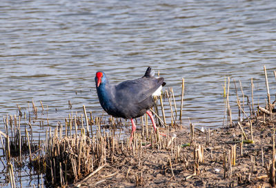 Purpurhuhn porphyrio porphyrio on lakeshore