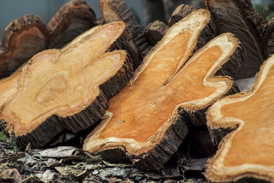 Close-up of firewood in forest