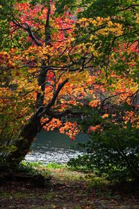 Scenic view of trees during sunset
