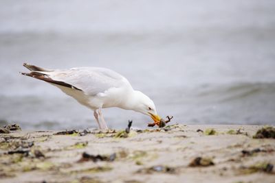 Seagull on a beach