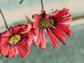 Close-up of red daisy flower