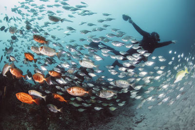 Low angle view woman swimming by fish in sea