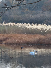 Ducks swimming in lake