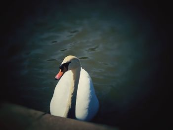 Close-up of swan swimming in lake