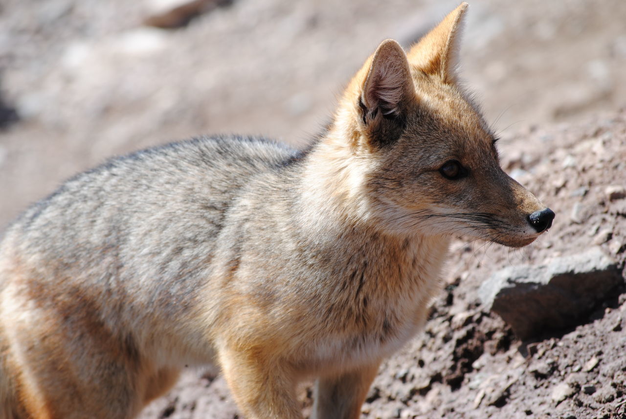 Fox in Chile