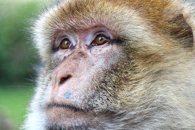 Close-up portrait of monkey