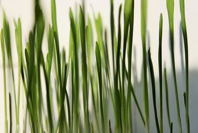 Full frame shot of plants