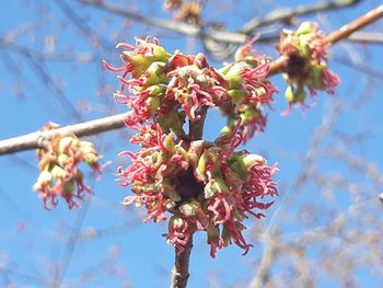 Low angle view of cherry blossoms in spring