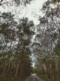 Road amidst trees in forest against sky