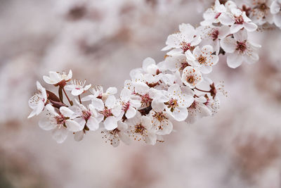 Close-up of cherry blossom