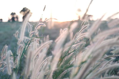 Close-up of stalks in field against sky