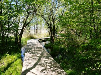 Footpath amidst trees in forest