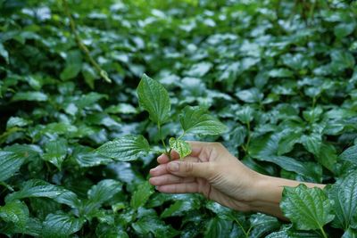 Midsection of person holding leaves