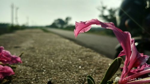 Close-up of pink flowers blooming outdoors