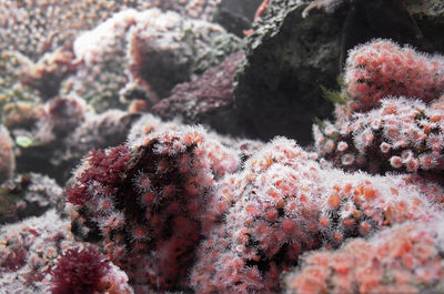 Close-up of coral in sea