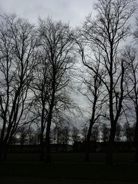 Bare trees against sky