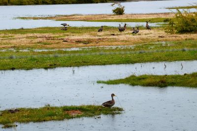 Swans swimming in lake