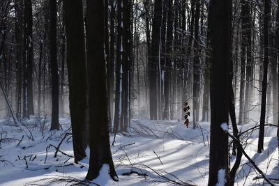 Trees in forest during winter