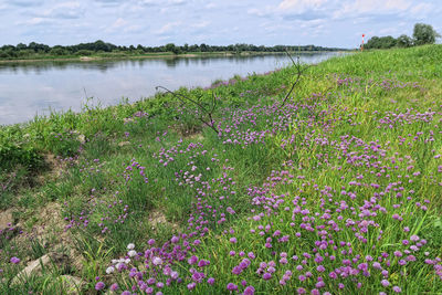 Plants growing on field by lake against sky