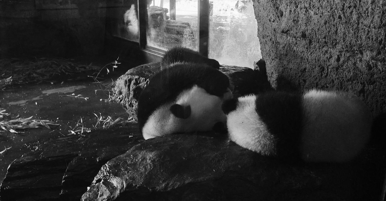 black, black and white, animal, darkness, animal themes, white, mammal, monochrome photography, panda, monochrome, one animal, relaxation, no people, domestic animals, day, pet, indoors, lying down, nature, resting