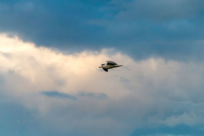 Low angle view of bird flying in sky