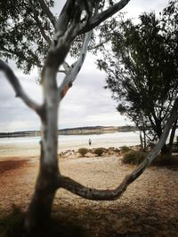 Trees on beach against sky