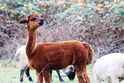 Lamas standing in a field