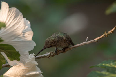 Close-up of bird on branch