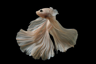 Close-up of siamese fighting fish against black background