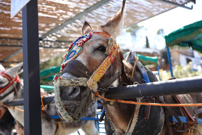 Close-up of an animal