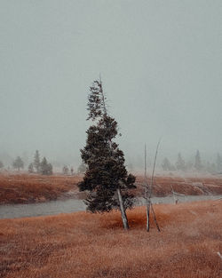 Tree on field against sky