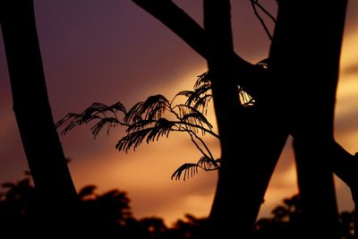 Close-up of silhouette tree against sky at sunset