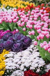 High angle view of pink flowering plants